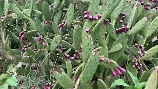 Prickly Pears Australian (Indian fig)