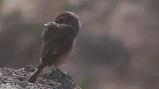 Birdwatching in Fuerteventura