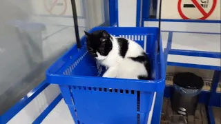 Market Cats - Cat Living in Market - Doesn't Want to Go Outside