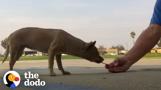 Dog Who Lived In Parking Lot For Years Wags Her Body Nonstop Now | The Dodo Faith = Restored