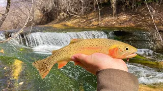 BACKPACKING to a DESERT OASIS for WILD TROUT!! (Catch & Cook)