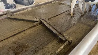 The Manure System In Our Dairy Barn!