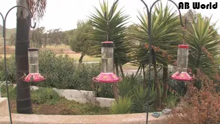 Hummingbirds at 3 Bird Feeders! 2 hours long! in HD