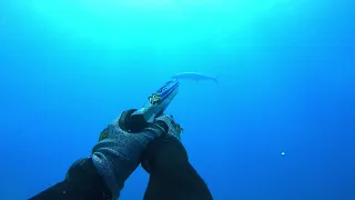 Spearfishing in Australia, Moreton Island.