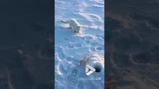 Arctic fox cub wants guys fish