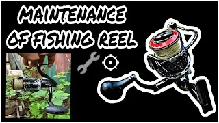 Basic spinning reel maintenance+best tips for cleaning