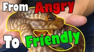 How to Tame an "Aggressive" Snake