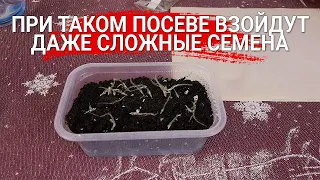 При таком посеве взойдут даже сложные семена