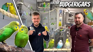 Colour Budgerigars & Mutations w/ S&N Wildes