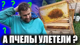 Пчелы исчезли. Осенний слет пчел главная причина