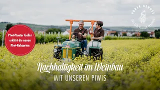 Nachhaltigkeit im Weinbau mit Piwis – Weingut Galler erklärt die neuen Rebsorten der Zukunft