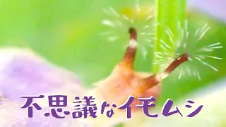 Angled sunbeam caterpillar | Curetis acuta paracuta