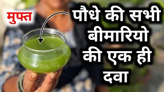 पौधे के सभी बिमारियों की एक ही दवा | कीटनाशक, फंगीसाइड और वायरस इत्यादि भगाने वाली दवा बनाए घर पर