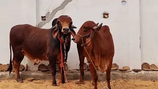gir cow mating  for bull