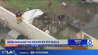 Compton pit bull breeder mauled to death by his own dogs