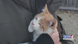 Oklahoma City firefighters rescue scared cat from car’s dashboard