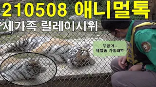 (4K)210508애니멀톡(공보다 삼촌이랑 노는게 좋아요,태범이 엄마 성대모사 들어보세요) - 에버랜드 타이거밸리 호랑이