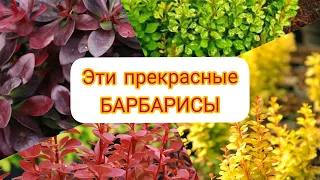 Барбарис. Кустарник для ленивых и очень занятых. Моя маленькая коллекция.