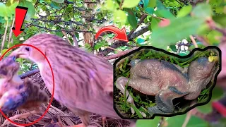 Common babbler bird babies starved to death @BirdsofNature107