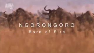 В дебрях Африки Кратер Нгоронгоро Рождённый в огне / Wildest Africa Ngorongor Born On Fire