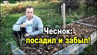 Посадка чеснока на зиму. Озимый чеснок посадка осенью 2018 года.