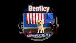 Bentley's 15 Day Transformation | 4 year old Golden Doodle | SATX | #goldendoodle #dogtraining
