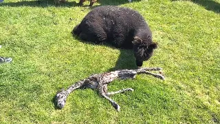 Alpaca Gives Birth to Strange Baby