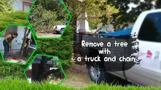 How to remove a tree with a truck and a chain