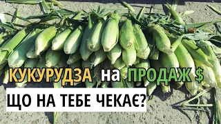 ВКЛАВ 1000,а 8000 ЗАРОБИВ/Кукурудза на продаж для ПОЧАТКІВЦЯ/Заробіток на кукурудзі