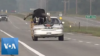 Police Pull Over Vehicle with Giant Bull Riding in Front | VOA News