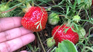 HARVESTING STRAWBERRIES (fresh from the farm) | VLOG#2