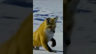 Охота Лисы ► fox ( winter)