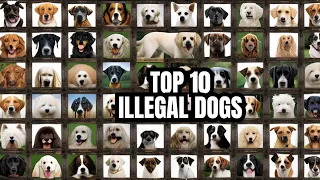 The 10 Most Illegal Dog Breeds Worldwide