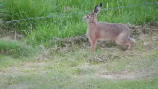 Jumping hare