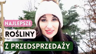 JAKIE I GDZIE KUPUJĘ NAJLEPSZE ROŚLINY DO OGRODU W PRZEDSPRZEDAŻY/ HORTENSJE / PIWONIE/SUPERTUNIE