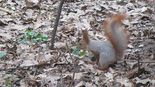 Chopin Waltz N19 A minor Op Posth.Squirrel in the spring forest.Шопен Вальс 19.Белка в весеннем лесу