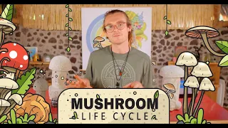 The Mushroom Life Cycle: From spore to mushroom!