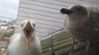 Waiting For Food - Hungry Gulls | Seagull TV EP 17