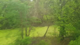 A forest out the train window