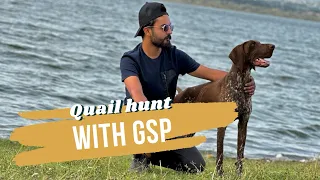 Quail hunting with net in Pakistan 🇵🇰