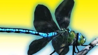 Dragonfly ACROBATICS in Slow Motion | Earth Unplugged