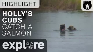 Holly's Cub Catches Salmon - Katmai National Park - Live Cam Highlight