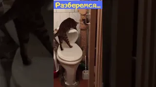 Котик сантехник! Кот на унитазе) Прикол!