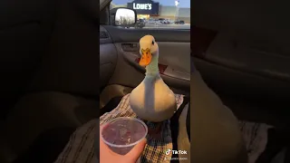 Munchkin the Duck is Angry until she gets an Ice Water