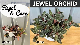 JEWEL ORCHID Repot & Care | Repotting, How To Water & Fertilize | Jewel Orchid In Self Watering Pot