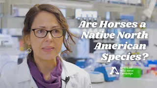 Are Horses a Native North American Species? We Ask a Scientist.