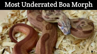 Most Underrated Boa Morph