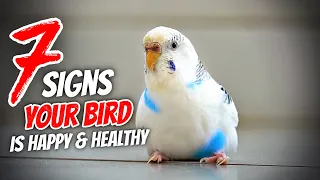 7 Signs Your Bird is VERY Happy and Healthy