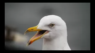 seagull sound 2017 🐦 in UHD / 4K  🐦 by ani male