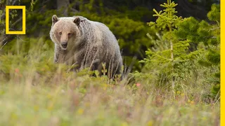 People and Bears Live in Harmony in This Wildlife-Friendly Town | Short Film Showcase
